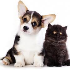 We did not find results for: Academy Pet Hospital Home Facebook