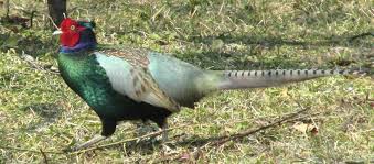 World Birding World Birds Coyote Hunting Pheasant Hunting
