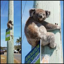 Iiiiiiiiii Make A Mistake I Think Koala Bear Baby Koala Cuddly Animals