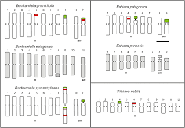 Bab v kesimpulan dan saran. Iapt Chromosome Data 31 Marhold 2019 Taxon Wiley Online Library