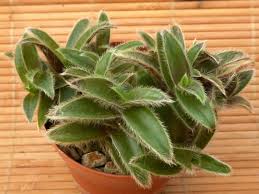 Image result for Cyanotis