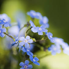 Sorten einiger arten werden als zierpflanzen verwendet. Vergissmeinnicht Blaue Blumchen Aussaen Und Pflegen Bunte De