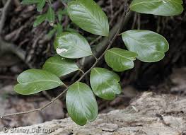 Image result for Capparis citrifolia