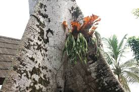 Image result for Platycerium stemaria