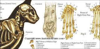 Lateral view of the skull with details of the teeth. Skeletal Anatomy Of The Domestic Cat Poster Cat Anatomy Cat Skeleton Cat Posters