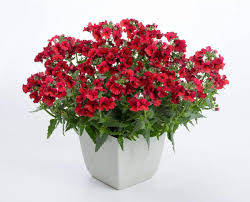 Image result for Nesaea rautanenii