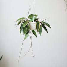 Image result for Carvalhoa macrophylla