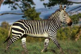 What are the advantages of living in the modern city? Where Do Zebras Live Zebras Habitat