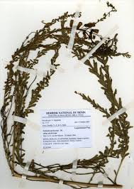 Image result for Sesbania pachycarpa