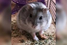 Nagetiere Vegan Ernahren Geht Das Ein Erfahrungsbericht