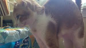 My Cat Drooling While Sleeping Youtube