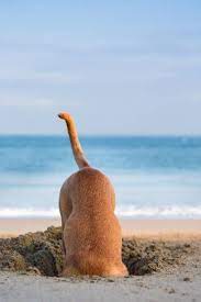 Pin By Tammy On Beach Day Beach Dog Photos Dog Photography Dog Beach
