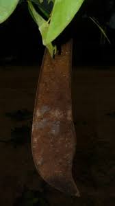 Image result for Baikiaea