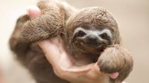 It eats different types of leaves, fruit and twigs. Keeping And Caring For Sloths As Pets