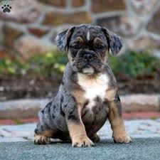 The french bulldog club of america's rescue network can help you find a dog that may be the perfect companion for your family. French Bulldog Mix Puppies For Sale Greenfield Puppies
