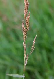 Image result for Agrostis continuata