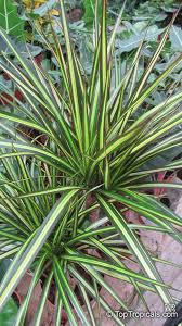Image result for Dracaenaceae