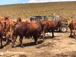 Check out our brahman cattle selection for the very best in unique or custom, handmade pieces from our shops. Bonsmara Brahman And Nguni Cattle Eastern Cape On Engormix Ref 36600
