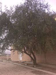 Studies elektronika and herbal research. Sidr Leaves In English Sidr Leaves In Tamil