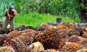 Official facebook page of malaysian palm oil board. Ngos Call On U S Customs To Block Import Of Forced Labor Palm Oil Global Labor Justice International Labor Rights Forum