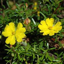 Image result for Hibbertia