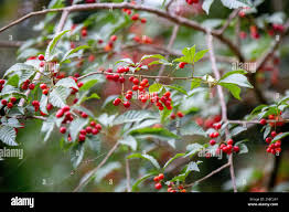 Image result for Allophylus