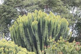 Image result for Euphorbia candelabrum