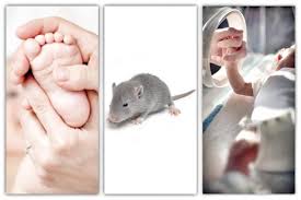 In spring and early summer, this can be a common occurrence in suburban or even urban areas. Massages For Baby Rats Lead To Better Outcomes For Premature Infants