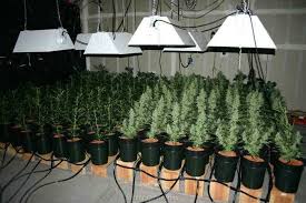 This is different ball game. Breeding Autoflowering Cannabis Seeds