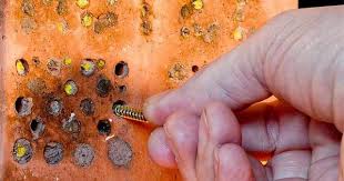 Pin Von Xy Auf Eichhornchen Vogel Und Co In 2020 Wildbienen Nisthilfen Bienen