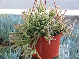 There are many different types, shapes, and sizes of cactus and succulent plants. Mini Rat S Tail Cactus 4 Inch Home Garden Rateshop Cacti Succulents