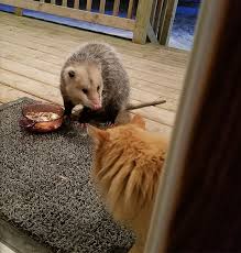 Possum dispone de una amplia gama de estilos entre los que podrás encontrar. Possum Tries To Steal Cat S Food And Cat S Reaction Is Priceless 7 Pics Bored Panda