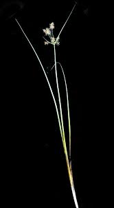 Image result for Cyperus latifolius
