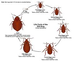 We are effectively control bed bugs in westchester. Bed Bug Control Removal Nassau Suffolk County Long Island