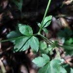 Image result for Sanicula elata