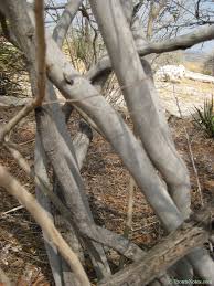 Image result for Acacia goetzei