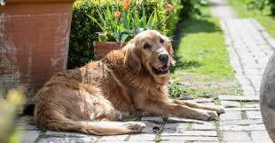Pin By Katie Gosnell On Longmeadow Garden In 2020 Golden Retriever Retriever Animals