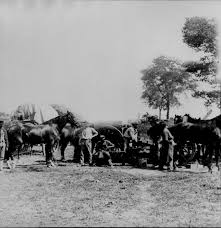 2.5 — approximate percentage of the american population that died in the civil war. Full Measure Of Devotion Animals Of The Civil War