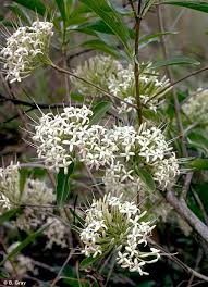 Image result for Pavetta cataractarum