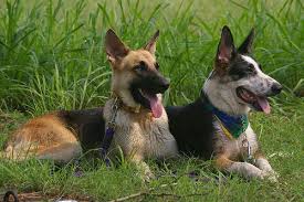 It is well proportioned and very strong. German Shepherd Dog Breed Information And Pictures