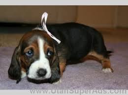 I wish i had another basset puppy. Basset Hound Puppies For Sale In Utah Ut Free Utah Superads Hound Puppies Basset Hound Puppy Puppies For Sale