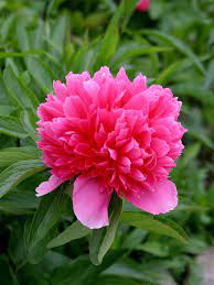 Pfingstrose pflanzen bestellen bei garten center koeman. Pfingstrose Paeonia Hauenstein Ag