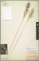 Image result for Panicum pilgeri