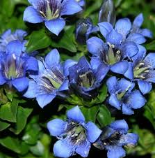 Ù†ØªÙŠØ¬Ø© Ø¨Ø­Ø« Ø§Ù„ØµÙˆØ± Ø¹Ù† Ø§Ù„Ø¬Ù†Ø·ÙŠØ§Ù†Ø§