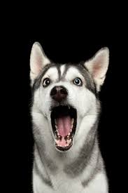 Black And Brown Husky Portrait Of Amazement Siberian Husky Dog Opened Mouth Surprised On Isolated Black Background Front View Siberianhusky In 2020 Siberian Husky Dog Husky Siberian Husky