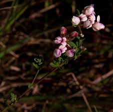 Image result for Lotus wildii