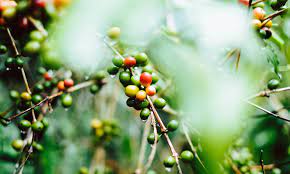 Washed Vs Natural Coffee Why Coffee Fermentation Matters