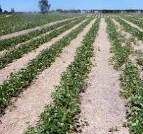 Choosing a strawberry production system | UMN Extension