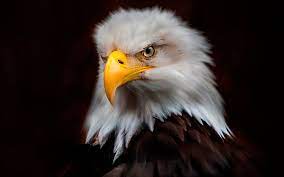 Tribal eagle images stock photos vectors shutterstock. Lihat Latar Belakang Gelap Burung Elang Potret Perawatan Predator Wallpaper Hd Wallpaperbetter