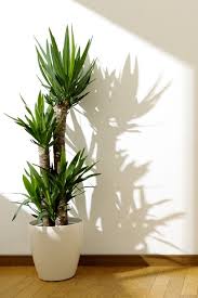 Learn a plant scientist's favorite types of indoor hanging plants. 10 Best Indoor Trees For A Happier Home Top Indoor Trees To Buy